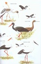 Vogelgids Birds of East Asia | Bloomsbury