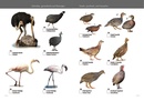 Vogelgids Kruger Birds | HPH Publishing