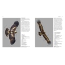 Vogelgids - Natuurgids Roofvogelgids | Uitgeverij Noordboek