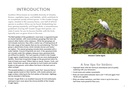 Vogelgids Kruger Birds | HPH Publishing