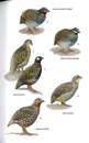 Vogelgids Field Guide to the Birds of Bangladesh | Bloomsbury