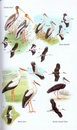 Vogelgids Birds of Nepal field guide | Bloomsbury