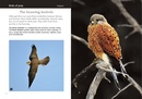 Vogelgids Kruger Birds | HPH Publishing