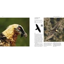 Vogelgids - Natuurgids Roofvogelgids | Uitgeverij Noordboek